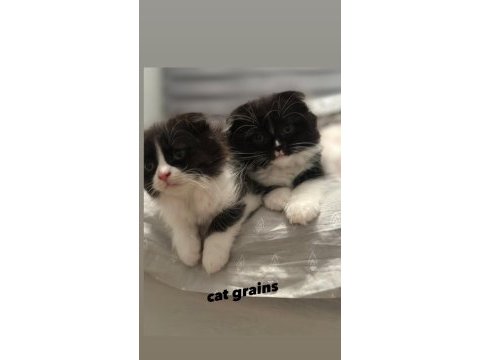 Minik yavrularımız scottish fold