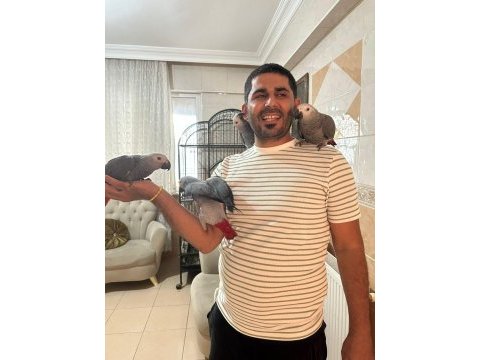 Bebekler hazır yuvalarına gitmeye jako papağanı