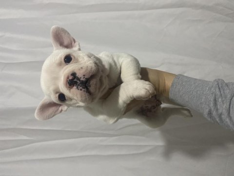 Tombik french bulldog kızımız yuvasını arıyor