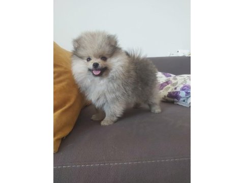 Pomeranian boo erkek köpeğimiz