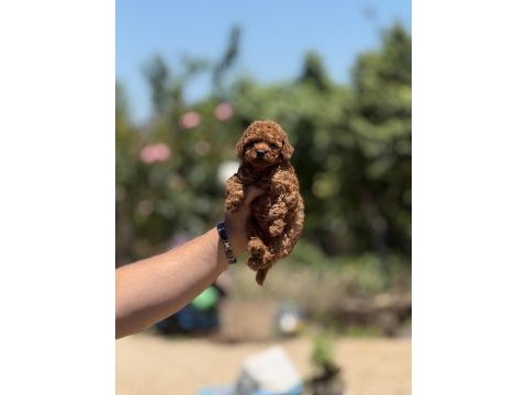 Teacup kore aşılı çiş eğitimli bebekler 