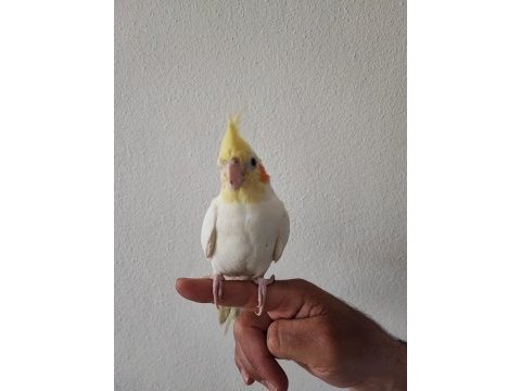Sahibinden akıllı uysal sultan papağanı