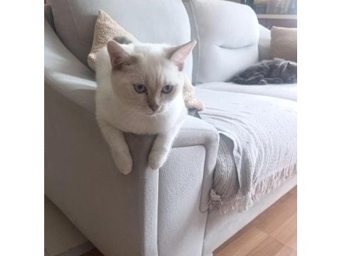 British shorthair pamuk prens
