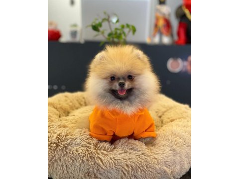 Mersin pomeranian yavru köpekler