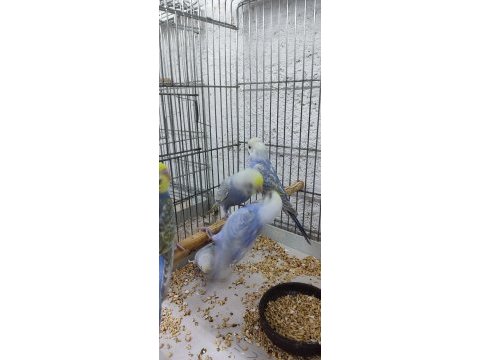 Rainbow muhabbet kuşu adana çukurova