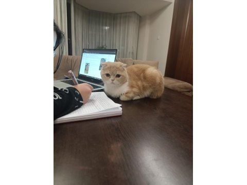 Kedimizi sahiplendirme