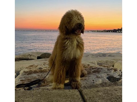 Full eğitimli 6 aylık dev poodle erkek yavru
