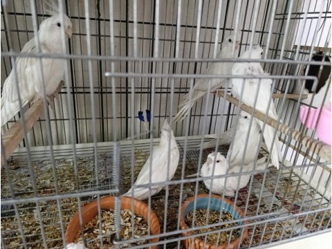 Albino kırmızı göz sultan papağanı