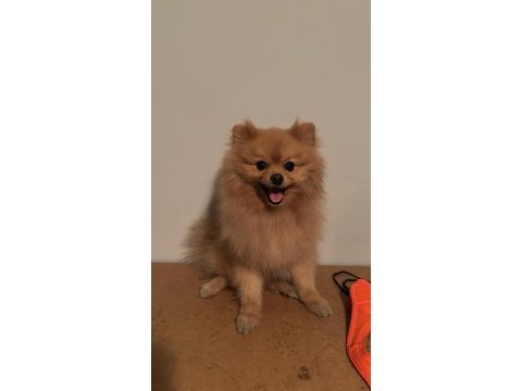 Pomeranian 3 yaşında erkek sahibinden