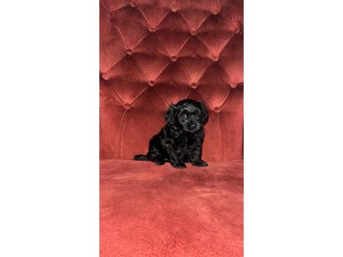 Maltipoo 35 günlük yavrularımız