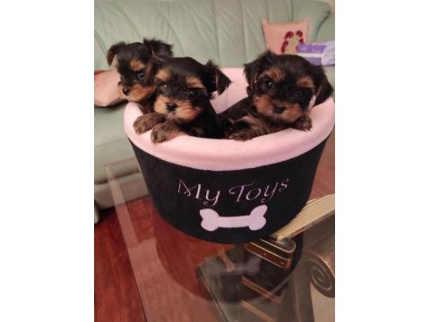 Yorkshire terrier tea