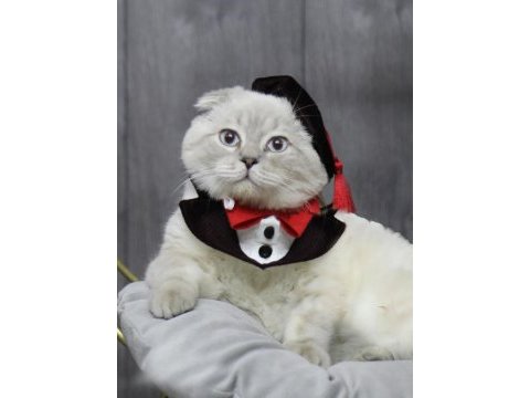 Dişi 2 aylık british longhair