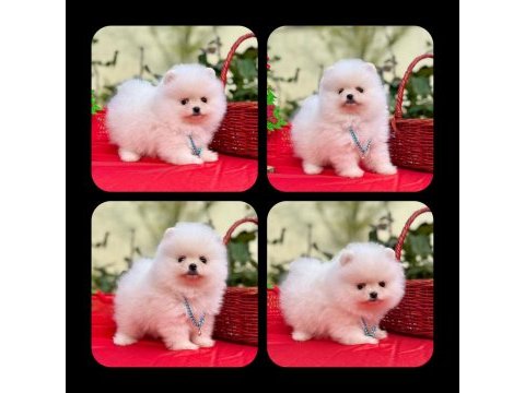 Pomeranian teddy face yavrular