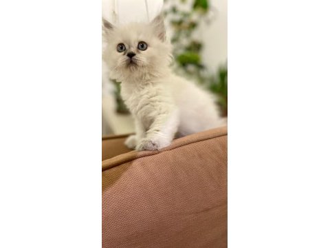2 aylık british longhair dişi british longhair