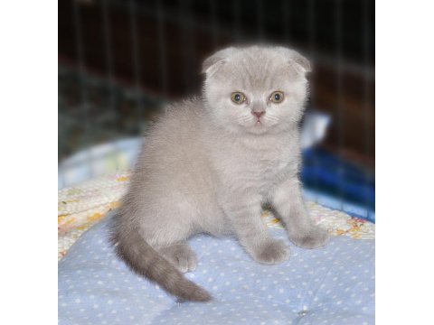 Kaliteli 2 aylik 2 erkek scottish fold,