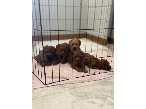 Güzel ve sağlıklı poodle bebekler