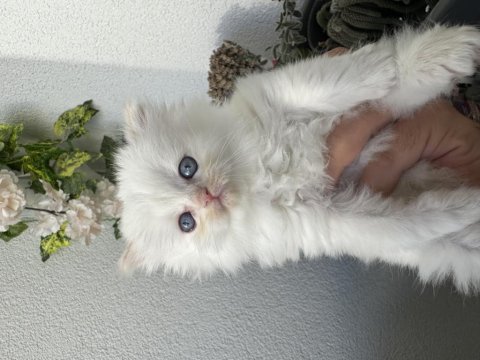 British longhair point