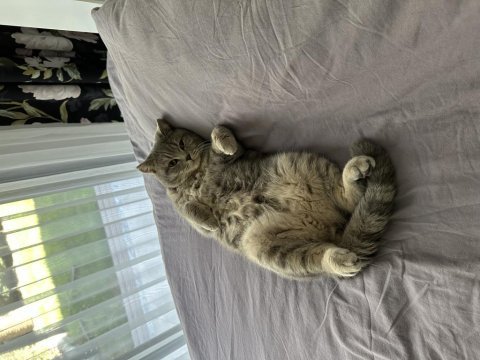 16 aylık british shorthair