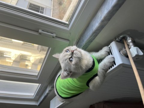2 yaşında blue point dişi british shorthair kedimiz