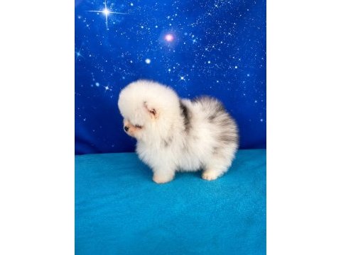 Pomeranian beyaz merle mavi gözlü