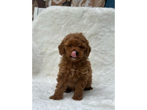 Ruhsatlı poodle evinden çok sayıda poodle bebek
