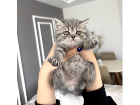 Blue tabby erkek bebek british longhair