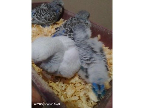 Jumbo muhabbet kuşu bebekler