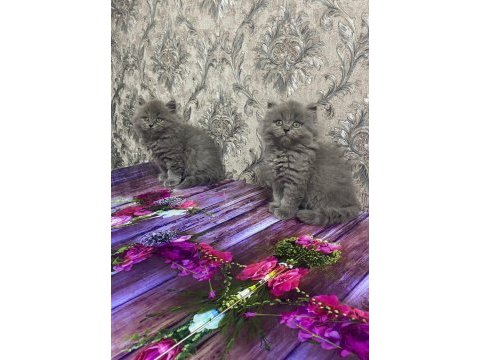 2 aylık british shorthair erkek dişi yavrular