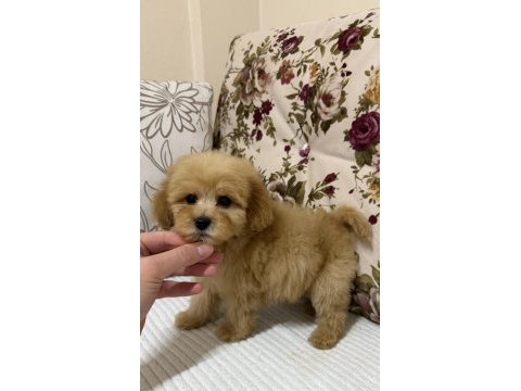 Oyuncak gibi maltipoo oğlumuz