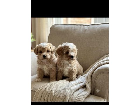 Safkan korekan poodle bebekler
