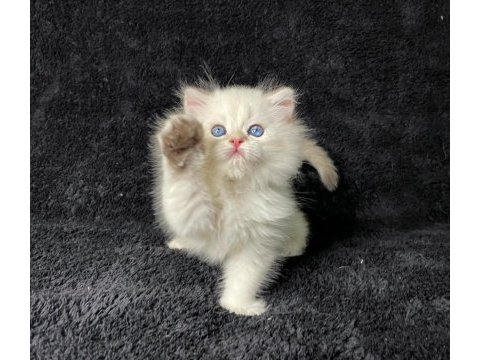 British longhair golden point erkek yavru