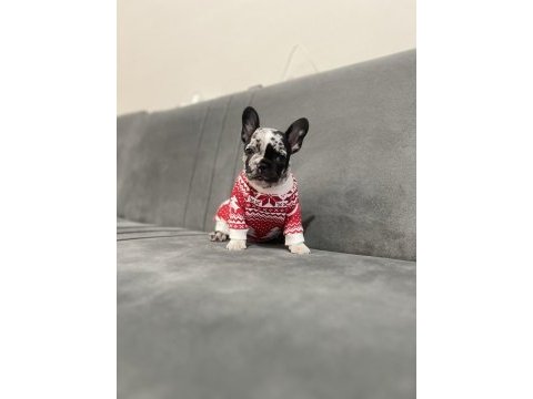 Black merle ten french bulldog