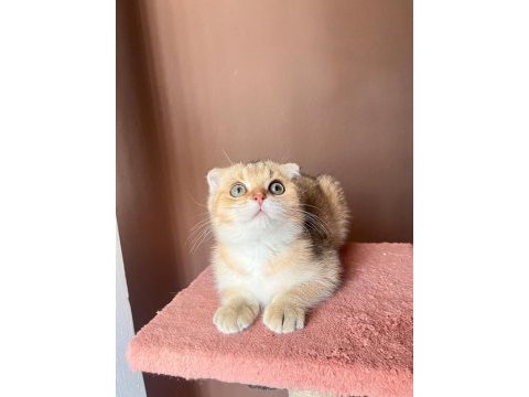 Scottish fold golden kedimiz