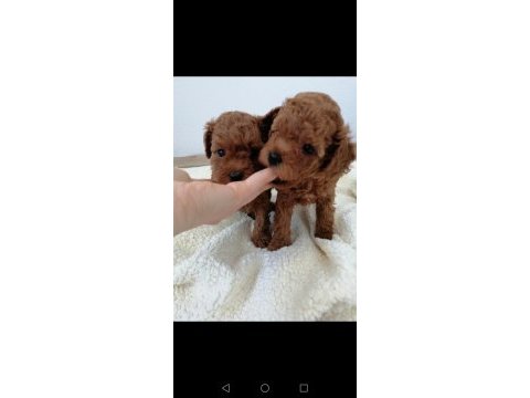 Teddy face toy poodle