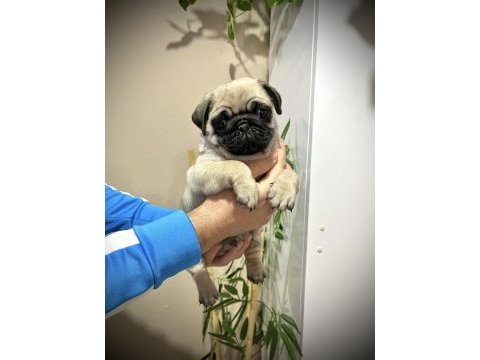 Pug mops üst kalite yavrular