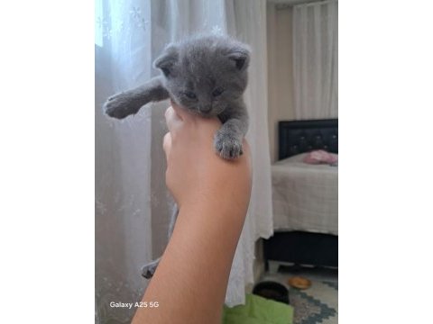 Çok güzel yavru kedilerimiz