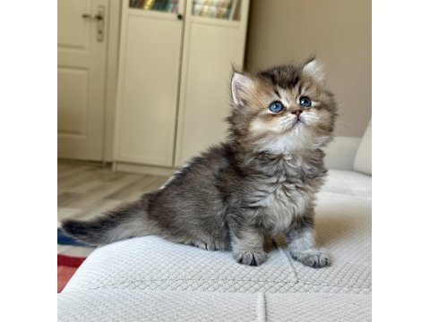 British longhair safkan erkek yavrular