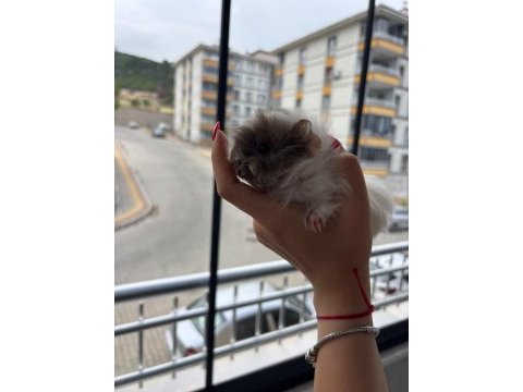 Yavru safkan coronet guinea pig kafesi yemi her şeyi mevcut