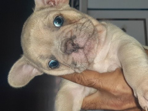 French bulldog erkek