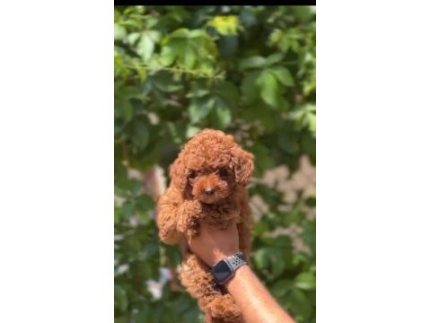 1. sınıf a kalite poodle yavrularımız