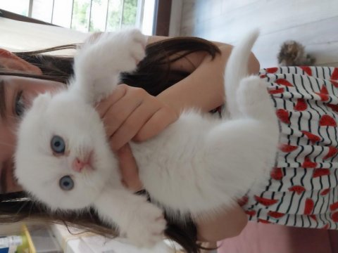 Güzel kızım yeni yuvasına gitmek için hazır scottish fold