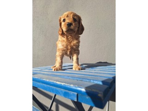 Maltipoo bebeler sevimli hareketli