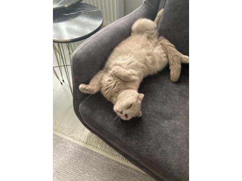 3 yaşında scottish fold kısır kedime yuva arıyorum