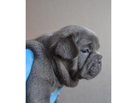 Blue french bulldog yavruları en iyi renk skadası