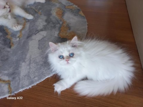 Chinchilla pamuk şekerler