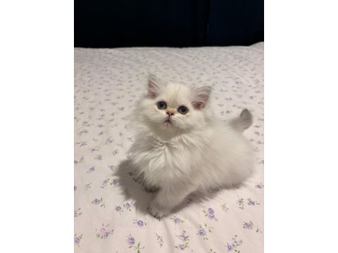 Safkan british longhair dişi bebek