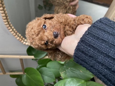Toy garantili erkek toy poodle