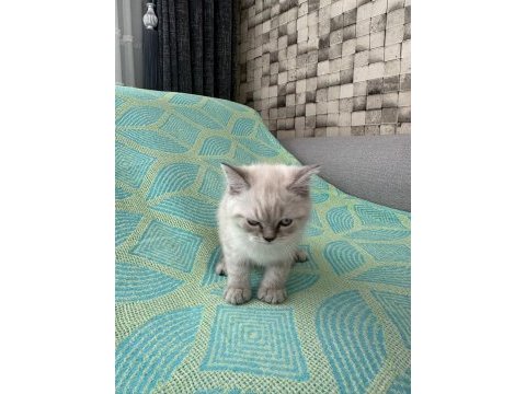 Erkek british shorthair 2 aylık yavru