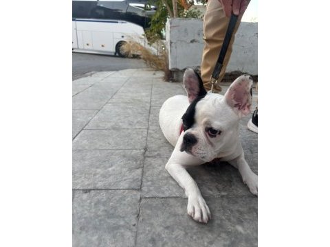 French bulldog yavrular ırk sağlık garantili