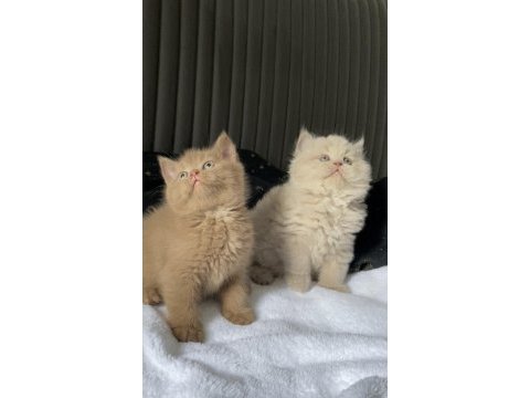 British shorthair kızlarım (cinnamon fawn ve lilac)